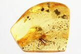 Detailed Fossil Spider (Araneae) In Baltic Amber #357873-1